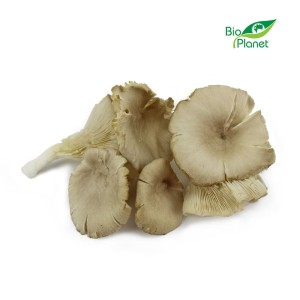 Grzyby Boczniaki świeże eko Bio Planet (Polska) 0,2kg tacka