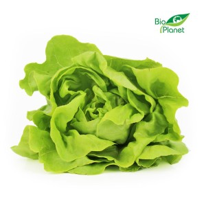 Sałata Masłowa świeża eko Bio Planet (ok 0,15kg) (Polska) 1szt