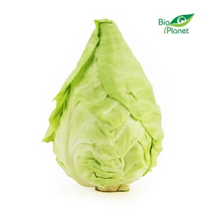 Kapusta szpiczasta świeża eko Bio Planet (około 0,90kg) na Wagę (Włochy)