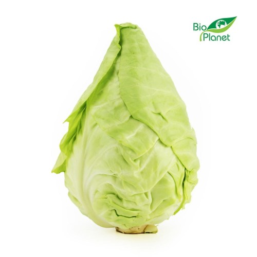Kapusta szpiczasta świeża eko Bio Planet (około 0,60kg) na Wagę (Hiszpania).jpg