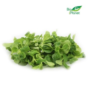 Sałata Roszponka świeża niemyta eko Bio Planet (Włochy) około 100g