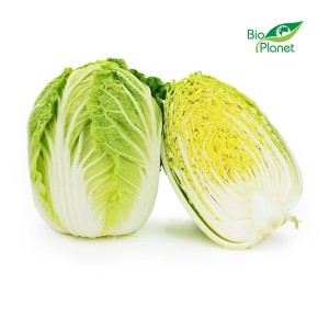 Kapusta pekińska świeża eko Bio Planet (Polska) (około 0,8kg) 1szt